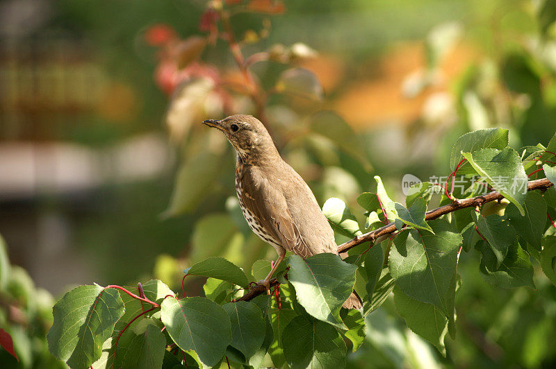 歌鸫(Turdus philomelos)